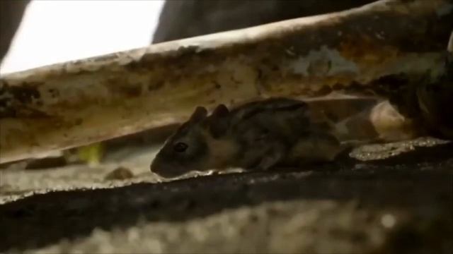 Арыстан патша 01 смотреть онлайн