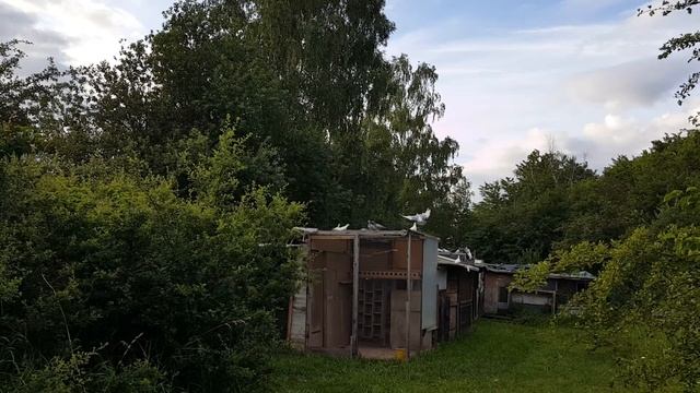 Почтовые голуби. Тренировка посадки по сигналу. смотреть онлайн