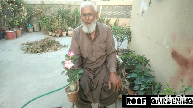 Adenium Flowers plants @roofgardening.7679 ایڈنیم کے پھول #composed #fertilizer #making #flowers смотреть онлайн