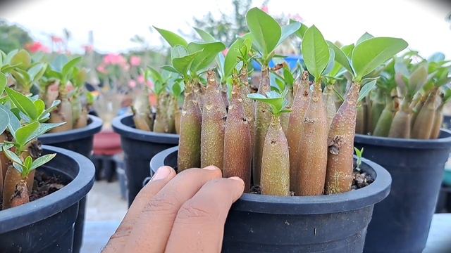How Do You Get Thick Fat Caudex In Adenium. Adenium Seedlings Ko Jaldi Kaise Grow Kare