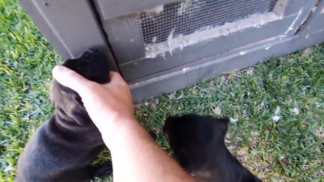 New Puppy Loves My Pigeons смотреть онлайн