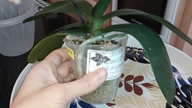 НОВАЯ ОРХИДЕЯ - "ВОРОБУШЕК"))МАЛЕНЬКАЯ КРАСОТКА РАДУЕТ ЦВЕТОЧКАМИ) смотреть онлайн