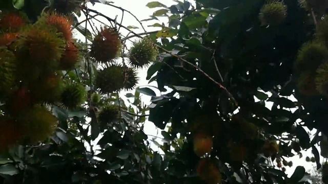 Rambutan (Red) Tree (Nephelium Lappaceum)