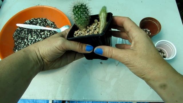 Transplanting Monkey's Tail Cactus - Cleistocactus colademononis & Mammillaria Cactus Seedlings смотреть онлайн