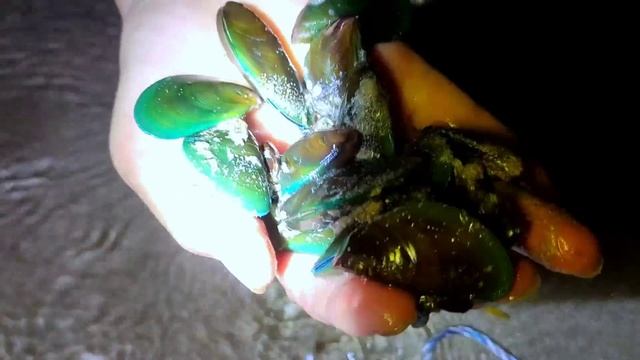 Emerald pearl shells are harvested once a year. They produce high quality pearls смотреть онлайн