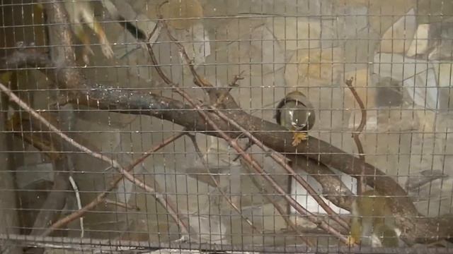 Крым Ялта. Зоопарк "Поляна сказок" июнь 2015 г смотреть онлайн