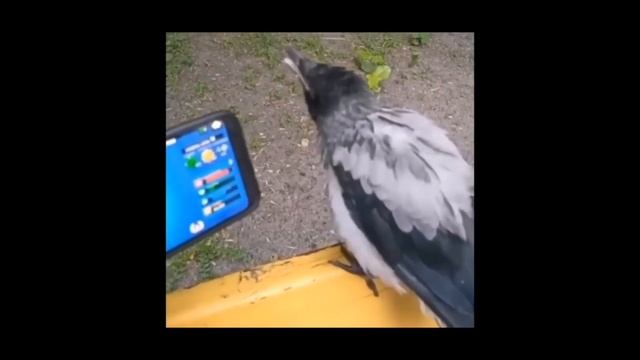 Когда Доказываю Вороне што мне выпал его друг смотреть онлайн