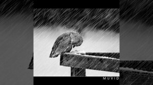 Песня Куда несёт дым