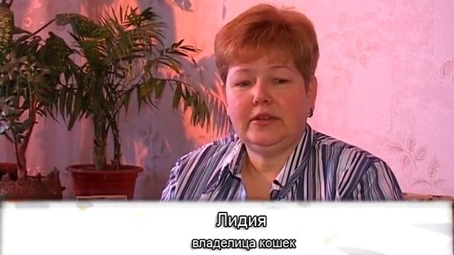 Питомник тайских кошек "RI & Vi" смотреть онлайн