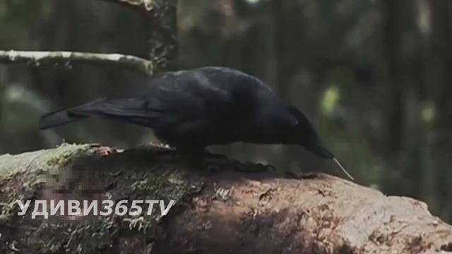 Что придумал ворон, чтобы достать лакомство. Clever raven смотреть онлайн