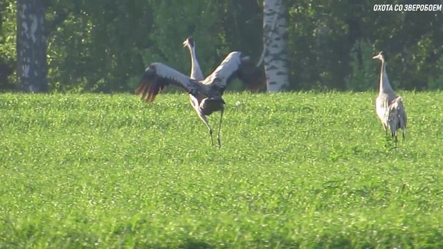 Танец журавля смотреть онлайн