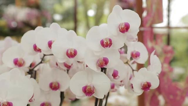 Orchid and Anthurium show in the Beatrix pavilion смотреть онлайн