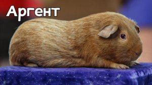 31 порода морских свинок