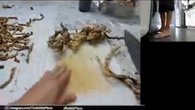 REISHI MUSHROOM HARVEST смотреть онлайн