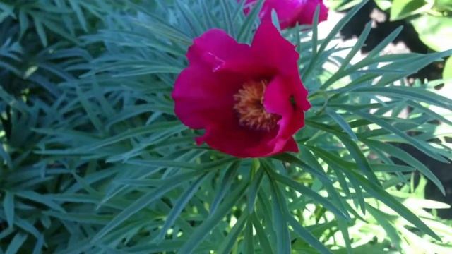 Peony Little Red Gem - www.peonyshop.com смотреть онлайн