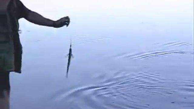 Диалоги о рыбалке. Едем ловить чехонь на Волгу смотреть онлайн