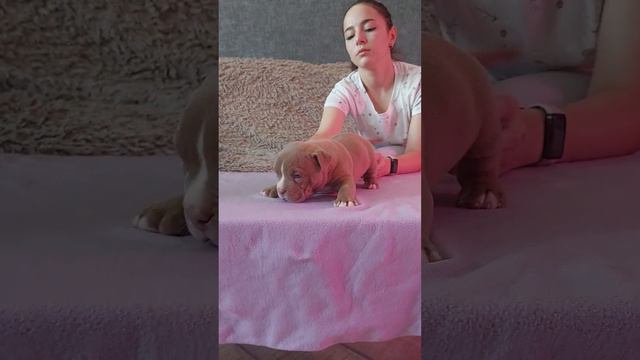 мальчик Американский буллиДокументы АКВС+79183382518 г.Армавир Краснодарский край смотреть онлайн