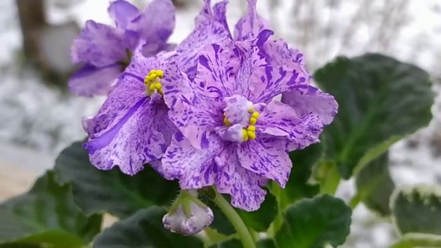 10 СОРТОВ ФИАЛОК С НАЗВАНИЯМИ. ВИДЕО ОБЗОР ФИАЛОК. смотреть онлайн