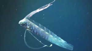 Самые Большие Монстры Океана! Самые большие животные океана.