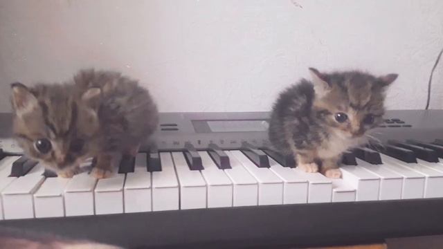 КОТЯТА ИГРАЮТ НА СИНТЕЗАТОРЕ смотреть онлайн