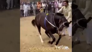 Арабская лошадь танцует