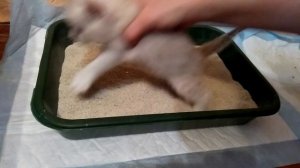 КАК  НАУЧИТЬ КОТЁНКА  ХОДИТЬ В  ЛОТОК!!!  ЧАСТЬ 1 . Шотландские Котята