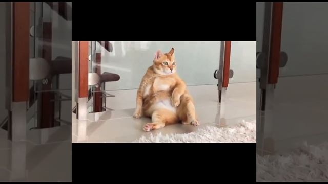 Фотосессия серьёзного кота смотреть онлайн