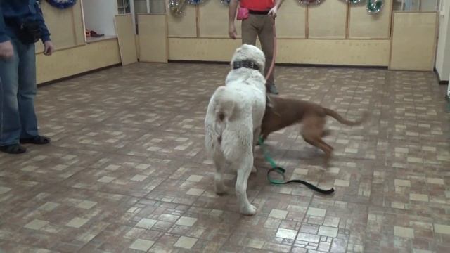 Дрессировка щенка - с чего надо начинать! №8 смотреть онлайн