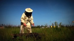 Посадка козлятника, козлятник как медонос