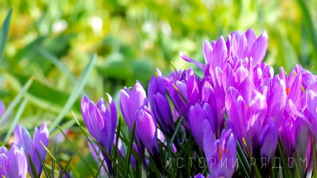 Неожиданно вернувшись раньше с конференции, Елена тихо приоткрыла дверь. А увидев… смотреть онлайн