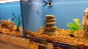 ПОКУПАЕМ РЫБОК!!! ОГРОМНЫЙ ЗооМагазин. Видео для детей.