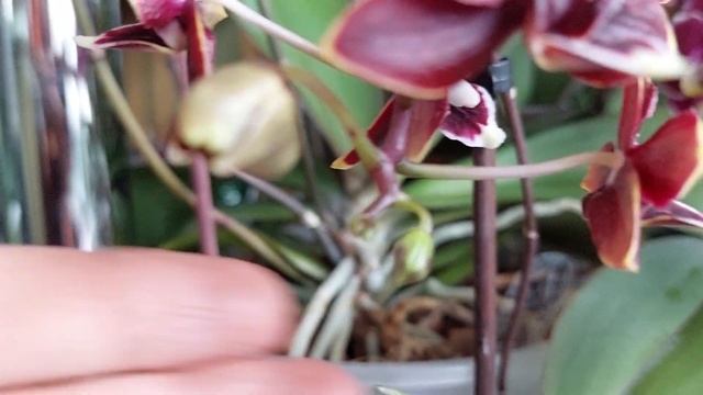 Орхидеи с НАЗВАНИЯМИ Обзор орхидей Март 2023 (2) смотреть онлайн