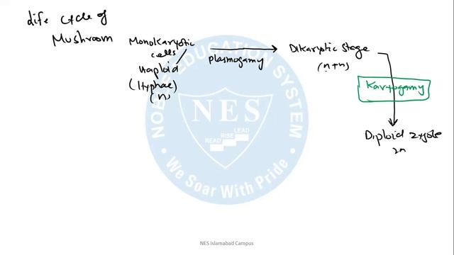 Lec#7 Basidiomycota-Life cycle of Agaricus/Mushrom Ch#7 NBF FSc I Biology смотреть онлайн