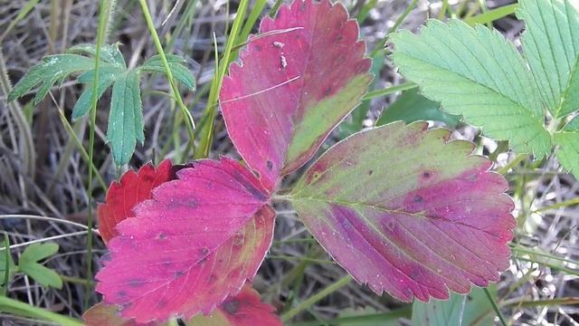 КРАСНЫЕ ЛИСТЬЯ ЗЕМЛЯНИКИ смотреть онлайн