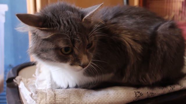 Утро наших животных Одноглазый Пиратик! Лучик в новой клетке. смотреть онлайн