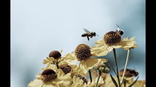 Музыка для релаксации и визуализации. Окунитесь в красоту природы,отдохните от городской суеты). смотреть онлайн