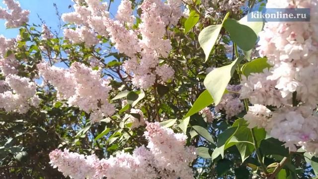 Цветение сирени смотреть онлайн
