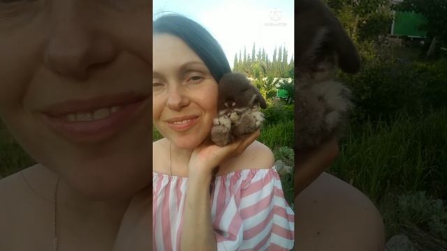 Крольченок породы карликовый вислоухий баран. Окрас гавана (шоколадный). https://s-fiolenta.ru/ смотреть онлайн