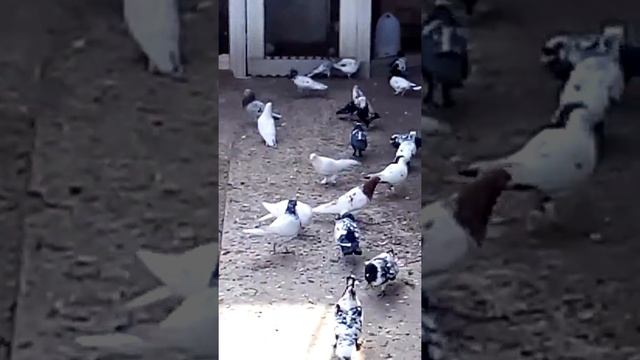 Шамкир Чинарлы(2) смотреть онлайн