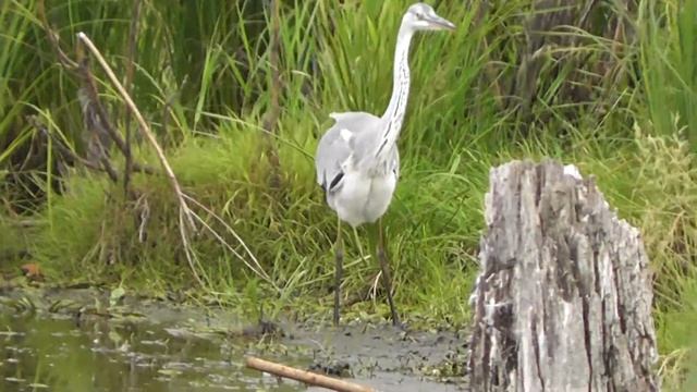 СЕРАЯ ЦАПЛЯ ИЗ-ЗА УТОЧЕК-ПАНИКЁРОВ ПРЕРЫВАЕТ ОХОТУ, БЕЛАЯ ЦАПЛЯ СОЧУВСТВУЕТ... смотреть онлайн