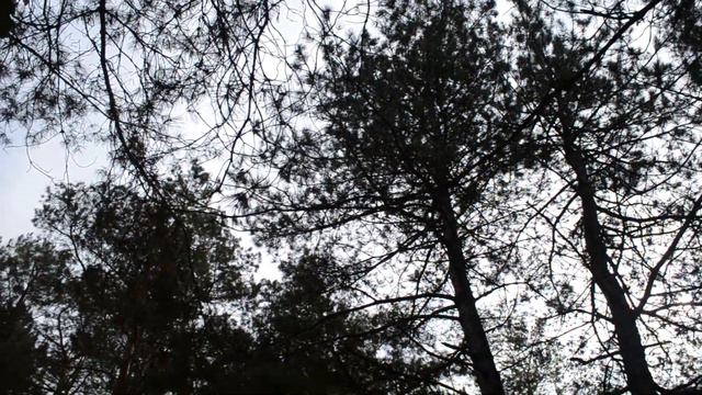 ФУТАЖ Осень в лесу Осенний лес смотреть онлайн