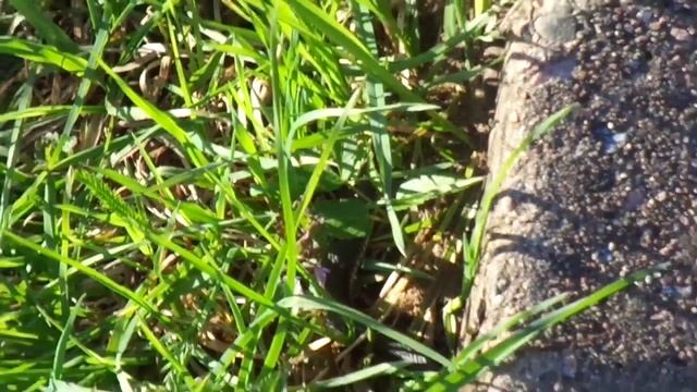 УЖИКИ Нужно ли бояться ужей? Опасны ли ужи для людей? Кто живёт в лесу? смотреть онлайн