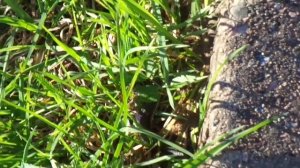 УЖИКИ Нужно ли бояться ужей? Опасны ли ужи для людей? Кто живёт в лесу?