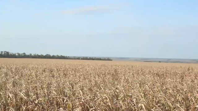 Купил самую дешёвую Nissan Tiida | И вот как это было смотреть онлайн