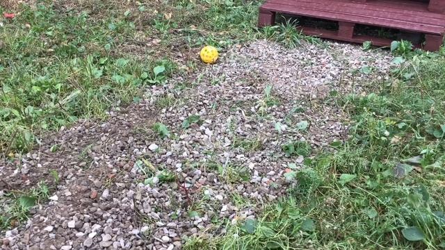 Ступеньки ( крыльцо) из поддонов готовы . Ремонт деревянной двери из остатков ламината . смотреть онлайн