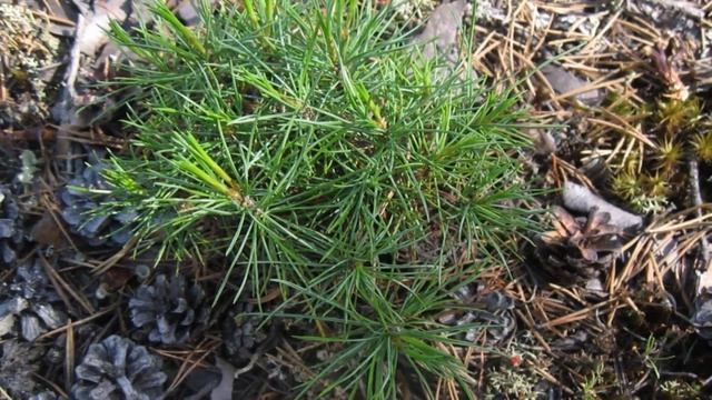 СОСНА ОБЫКНОВЕННАЯ – Дерево дающее жизнь! Тайная жизнь обыкновенной сосны! смотреть онлайн