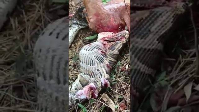 Big python catching cow in longland nagaland 2023 смотреть онлайн
