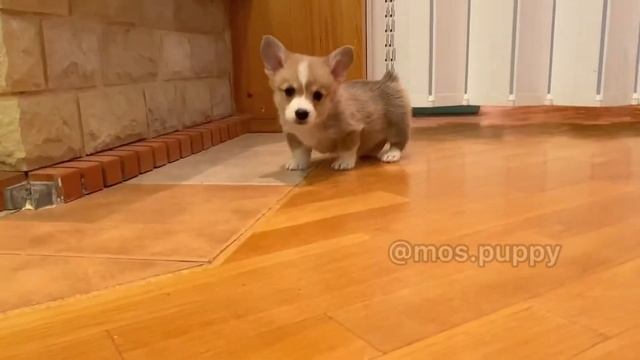 Малышики корги и тыква смотреть онлайн