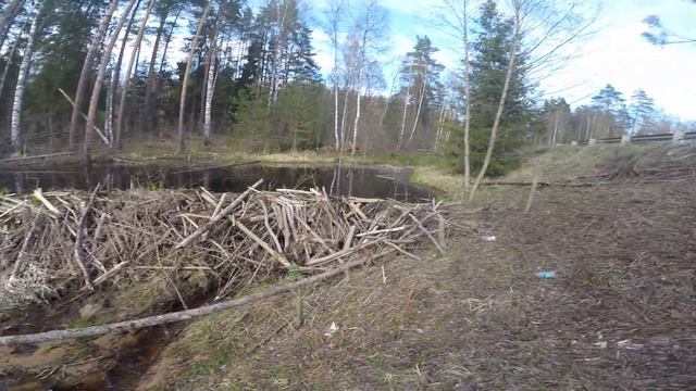 Бобры Добры )) смотреть онлайн