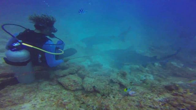 1080p! Shark Dive - Blue Lagoon - Fiji 2014 смотреть онлайн